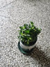 慎思苑薄荷盆栽可食用水培檸檬薄荷苗迷迭香可食用薄荷室內綠植土培植物 薄荷1盆+（加侖盆） 曬單實(shí)拍圖