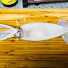 道樓鮮閣東山島大魷魚海捕整只冷凍鮮活魷魚火箭筒烏賊章魚火鍋燒烤食材 1斤（2-3條） 優(yōu)質(zhì) 曬單實拍圖
