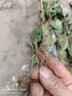 茶葉苗 南方種植 龍井茶葉樹(shù)苗安吉白茶茶葉苗  鐵觀(guān)音茶樹(shù)苗綠茶 鐵觀(guān)音3年苗（5棵裝 10cm(含)-19cm(含) 曬單實(shí)拍圖