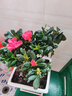 綠絲絳杜鵑花盆栽花苗四季花卉辦公室內陽(yáng)臺桌面家居擺放耐寒植物好物 紅色杜鵑【原裝盆土】 曬單實(shí)拍圖