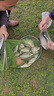 AFW魚(yú)竿超輕超硬19調6H8H手桿臺釣竿黑坑大物竿鯽鯉魚(yú)竿湖庫綜合竿 3.6m +2.7m+雙禮包+終身配節 曬單實(shí)拍圖