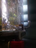 森森壁掛式過濾器三合一外置魚缸沖氧泵小型水族箱烏龜缸瀑布設(shè)備 HBL-403 5W(適合60cm以上缸) 曬單實(shí)拍圖