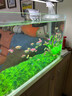 易萌 魚(yú)缸裝飾水草 水族箱仿真草皮墊 仿生態(tài)魚(yú)缸造景 魚(yú)缸用品 25cmx25cm 曬單實(shí)拍圖