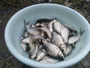 鯉躍 主線(xiàn)組 綁好的成品線(xiàn)組臺釣魚(yú)線(xiàn)套裝主線(xiàn)子線(xiàn)無(wú)魚(yú)鉤無(wú)魚(yú)漂組合 6.3米 兩卷 3.5號 曬單實(shí)拍圖