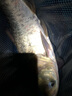 狂鰱鳙魚(yú)餌野釣大胖頭餌料配方浮釣花白鰱草莓味鰱鳙包頭餌 狂鰱鳙1000g(腥臭) 曬單實(shí)拍圖