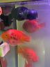 森森（SUNSUN）耀藍造浪泵魚(yú)缸水族箱沖浪泵造流吹糞便吹魚(yú)便 JVP-201A雙頭 吸盤(pán)款（1-1.2米） 曬單實(shí)拍圖