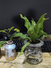 馨音綠蘿梔子花文竹綠色植物懶人自吸水花卉小盆栽辦公室內客廳 C101-鳥(niǎo)巢蕨 含盆 曬單實(shí)拍圖