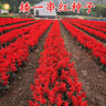 播種心情 正宗矮一串紅種子高串紅一串藍(lán)種子易活播易種耐寒花卉種子 矮一串紅50g 曬單實(shí)拍圖