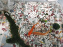 聽白閣小型觀賞魚淡水魚群游魚冷水魚熱帶魚燈科魚活體魚紅綠燈魚觀賞魚 熒光綠斑馬魚1條 曬單實(shí)拍圖