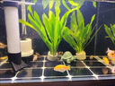 映棠齊天大圣孫悟空魚(yú)缸造景小猴子紫砂茶寵擺件精品可養(yǎng)茶臺(tái)配件 青砂石【烏龜-長(zhǎng)脖】 曬單實(shí)拍圖