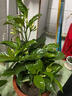丁香花 盆栽 狗牙丁香花苗 丁香花樹(shù)苗 室內(nèi)種植 庭院種植都可以 大盆4-5顆苗 不含盆 曬單實(shí)拍圖