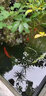 FFCLEANER硝化細菌魚(yú)池專(zhuān)用錦鯉池大桶生物活菌硝化菌凈水除腥em活性消化菌 除藻王5L/桶 曬單實(shí)拍圖