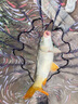 釣魚(yú)王 秒粘豆滑口麻團顆粒鯽鯉魚(yú)偷驢黑坑餌料野釣秒沾新款豆 秒粘豆紅蟲(chóng)+麻團顆粒腥味 曬單實(shí)拍圖