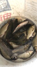 刀郎競技蘆葦浮漂黑坑鯽魚浮漂野釣輕口鯉魚翹嘴靈敏度高醒目浮漂加粗 A-06a 2號一支 曬單實拍圖