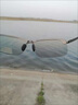 TULX釣魚(yú)眼鏡看漂專(zhuān)用射魚(yú)可見(jiàn)水下底三米偏光鏡路亞開(kāi)車(chē)墨鏡男款 槍灰框墨綠片 曬單實(shí)拍圖