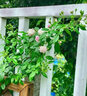 花財主歐月藤本月季花大游行薔薇木香大苗爬藤植物庭院濃香型玫瑰花卉 紅色龍沙寶石(爬藤) 1米-1.3米高大苗 曬單實(shí)拍圖