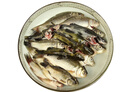 品鮮肴淡水魚(yú)自然捕獲三去淡水小雜魚(yú)3-4種魚(yú)類(lèi)鮮活魚(yú)現殺1200g海鮮水產(chǎn) 凈重3袋 400g/袋 去鱗去鰓去內臟 曬單實(shí)拍圖
