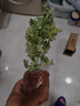 盆栽驅蚊草 盆栽驅蚊草苗 室內必備花草 夏季盆栽驅盆栽驅蚊草室內陽(yáng)臺清香 香草大苗 曬單實(shí)拍圖