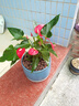 農民老史水培紅掌白掌盆栽一帆風(fēng)順花卉植物室內好養綠植鴻運當頭四季開(kāi)花 特級紅掌2-3棵約3-5朵花（原盆）+陶粒+營(yíng)養液 含盆 曬單實(shí)拍圖