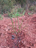 柚子樹(shù)苗紅心紅肉蜜柚嫁接果樹(shù)果苗南方北方種植當年結果三紅蜜柚 三紅蜜柚三年苗 曬單實(shí)拍圖