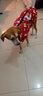 搭啵兔狗狗衣服冬季保暖羽絨棉衣柴犬金毛薩摩中型大型犬寵物衣服秋冬裝圣誕系列-紅色+2米反光黑扁繩3XL（建議體重20-27斤） 曬單實(shí)拍圖