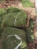 譽(yù)滿園（yumanyuan）帶泥土真草草坪草皮馬尼拉四季青剪股穎別墅庭院園林綠化護(hù)坡草坪 四季果嶺草坪   1平方 曬單實拍圖