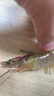 川品社活蝦鉤新款蝦背鉤橡皮筋彈簧海釣磯釣石斑鱸魚活蝦釣鉤專用魚鼻鉤 小中大號【各3枚】 曬單實拍圖