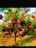阿源沐特大石榴樹(shù)突尼斯軟籽石榴樹(shù)苗大紅袍果樹(shù)苗盆栽地栽庭院當年結果 5公分帶土球發(fā)貨 石榴樹(shù)苗 曬單實(shí)拍圖