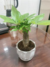 溫馨滿(mǎn)屋（V.S.M.V）發(fā)財樹(shù)盆栽植物室內花卉植物室內花綠植室內客廳招財樹(shù)好養小盆栽 3年生/粗桿發(fā)財樹(shù)+簡(jiǎn)約陶瓷盆 曬單實(shí)拍圖