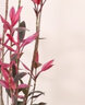 紅葉朱蕉盆栽辦公室客廳室內(nèi)大型綠植室外盆景造型紅葉鐵觀葉植物 高150-160cm含膠盆 曬單實拍圖