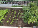 壽禾 小芹菜苗帶土種苗菜苗秧 蔬菜苗子批發(fā)春秋季冬季南方陽臺(tái) 小香芹苗10棵+西芹苗10棵 曬單實(shí)拍圖