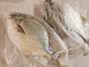 鮮京采【冰鮮】 萬(wàn)山島金鯧魚(yú)3斤/3條 地標產(chǎn)品 國產(chǎn)魚(yú)類(lèi) 源頭直發(fā) 曬單實(shí)拍圖