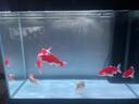 吉品鴻錦鯉魚飼料1000克高蛋白3-4mm魚糧魚食金魚冷水魚池塘觀賞魚用品 錦鯉日常主食1000克 曬單實拍圖