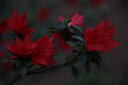 佳能（Canon）EOS 60D 70D 80D 90D1300D半畫幅二手單反相機(jī) 專業(yè)數(shù)碼照相機(jī) 99新 佳能80D 騰龍 18-200mm VC 標(biāo)配【無內(nèi)存卡等配件，套餐更劃算】 99新 曬單實(shí)拍圖