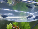 燕尾黑金瑪麗 純種瑪麗球 黑瑪麗 胎生孔雀魚(yú) 除油膜除藻清潔魚(yú) 燕尾3條（3-4cm） 曬單實(shí)拍圖