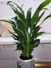 白掌盆栽一帆風(fēng)順水培植物室內花卉大盆綠植水養紅掌四季 白掌（雛菊吸水盆） 含盆 曬單實(shí)拍圖