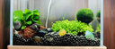 水草海草魚(yú)缸真草水底植物活凈水造景養魚(yú)套餐高級增氧懶人火山石 坨草-趴地陀 曬單實(shí)拍圖