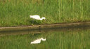 適馬（SIGMA） 150-600mm F5-6.3 DGOS HSM全畫幅防抖打鳥長焦鏡頭C版鏡頭 尼康口 曬單實拍圖