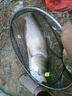刀客（ONLON）大物竿魚(yú)竿超輕 魚(yú)竿手竿鯽魚(yú)竿28調(diào)短節(jié)魚(yú)桿溪流竿 碳素超輕硬釣魚(yú)竿， 超輕青鱘版4.5米【腰力強(qiáng)勁 回魚(yú)快】+大禮包 曬單實(shí)拍圖