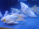 海童錦鯉飼料魚食金魚專用魚飼料蝴蝶鯉魚糧增色增艷增體增肥上浮魚糧 主食2#500g(適合5-10cm錦鯉) 曬單實拍圖