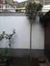 慕爾森桂花樹苗四季桂濃香型原生苗庭院盆栽地栽金桂別墅大桂花樹丹桂室 原生【丹桂】開花橙色 推薦【4公分粗【1.5-1.7米高】 曬單實(shí)拍圖