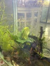 尼特利 水草泥蘭保水草泥底砂魚(yú)缸造景魚(yú)缸底砂 普通版-自然粒5L/袋 曬單實(shí)拍圖