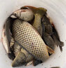 客友釣具客友名儒狂戰(zhàn)青鱘大物魚竿超硬巨物魚竿釣魚竿手竿魚桿臺釣竿漁具 8.1m 名儒狂戰(zhàn)青鱘版 曬單實拍圖