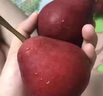 南步陜西紅啤梨 太婆梨早酥彩虹梨子火把香脆冠梨子雪梨貢梨新鮮水果 5斤 中大果【單果100g+】 曬單實(shí)拍圖