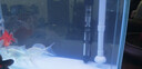 森森（SUNSUN）魚缸加熱棒自動恒溫防爆省電加溫棒小型烏龜?shù)退幻阅慵訜崞?【升級雙感探頭更精準(zhǔn)】50瓦 適合40cm內(nèi)缸 曬單實拍圖