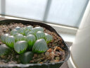 多肉植物組合十二卷花卉室內辦公室-融暖 冰燈 原盆原土載好發(fā)貨 曬單實(shí)拍圖