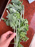 艾草 新鮮蘄艾葉 苗四季種苗野生艾葉草  現挖 大艾草根苗 大艾草根苗5顆送1顆 不含盆 曬單實(shí)拍圖