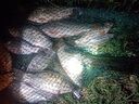 奧光 大力馬魚線主線編織線撒網(wǎng)織網(wǎng)海釣路亞pe線大馬力子線 8編（五彩） 1000米 4.0號(hào) 曬單實(shí)拍圖