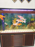 金利佳（Jeneca） 魚缸專用背景紙水族箱高清背景畫魚缸背景圖 龜缸大魚缸貼紙壁紙 高80長152(厘米) 曬單實(shí)拍圖