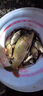 鄧大師推薦一瓶搞定開(kāi)口王釣魚(yú)小藥誘魚(yú)劑魚(yú)餌料羅非翹嘴黑坑野釣 一瓶裝 曬單實(shí)拍圖